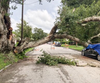 a damaged tree and car from hurricane