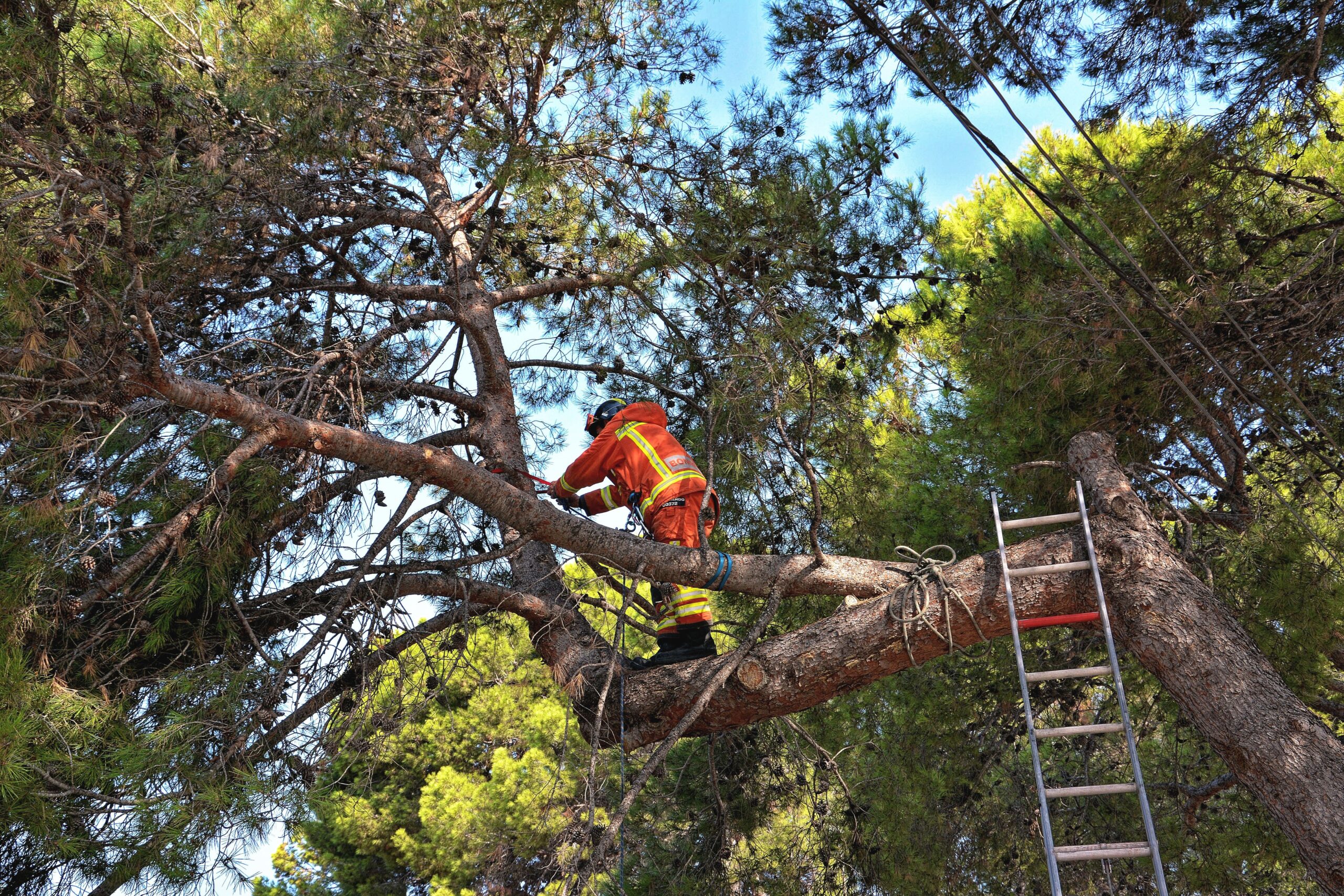 tree service provider on a large tree trunk