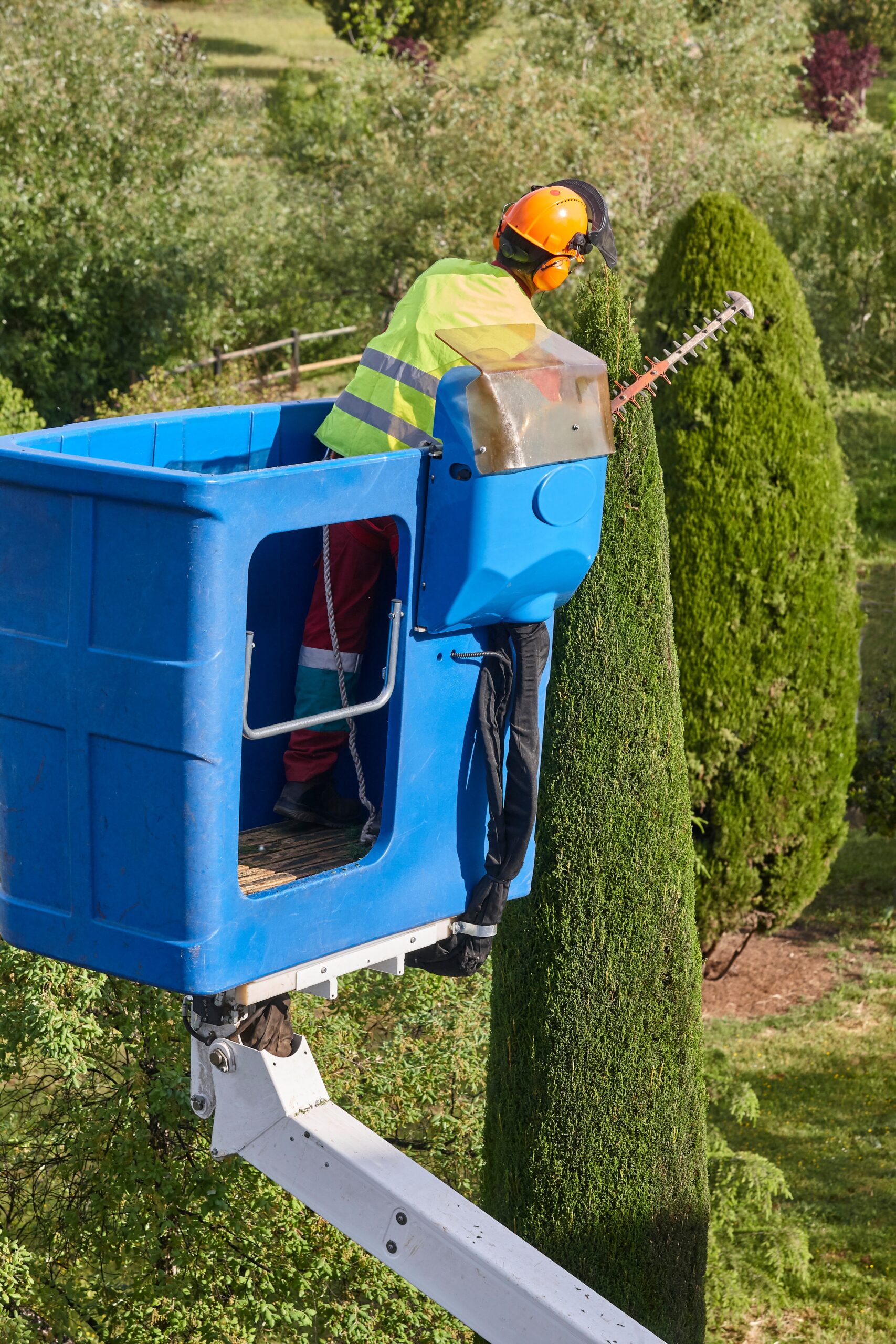 gardener pruning a cypress tree with a chainsaw