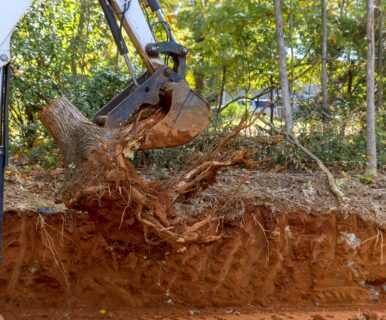 a tree being removed