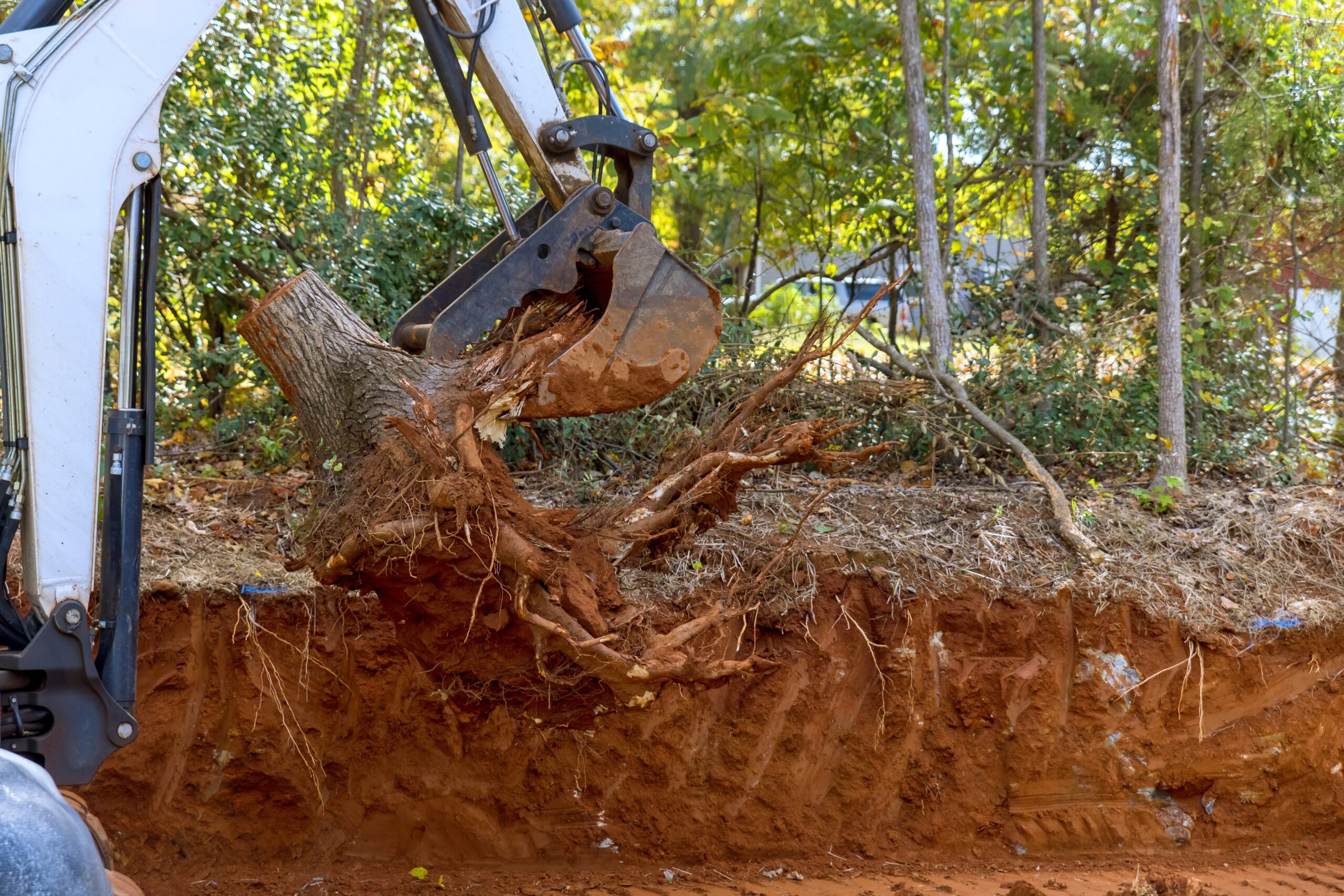 a tree being removed