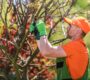 removing tree branches 2023 11 27 05 22 14 utc 1 90x80